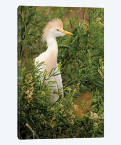 Cattle Egret, Argentina