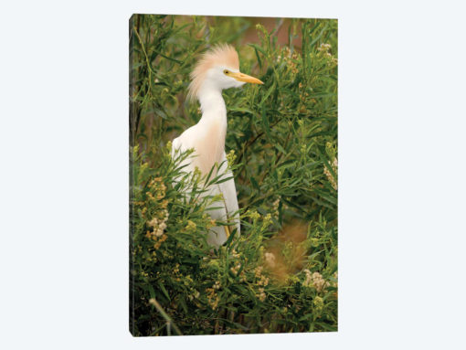 Cattle Egret, Argentina