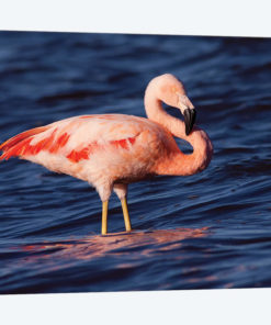 Chilean Flamingo, Pedro Luro, Argentina