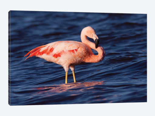Chilean Flamingo, Pedro Luro, Argentina