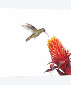 Gilded Hummingbird Feeding On Flower Nectar, Argentina