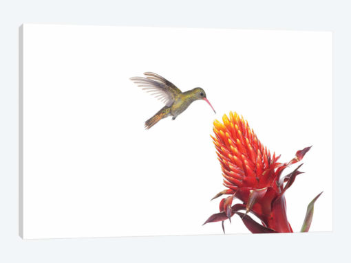 Gilded Hummingbird Feeding On Flower Nectar, Argentina