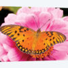 Gulf Fritillary Butterfly On Zinnia Flower, Bahia Blanca, Argentina