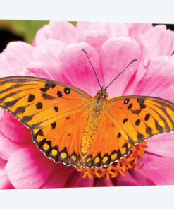 Gulf Fritillary Butterfly On Zinnia Flower, Bahia Blanca, Argentina