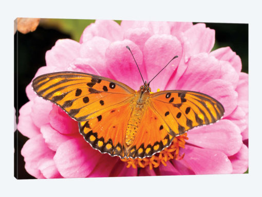 Gulf Fritillary Butterfly On Zinnia Flower, Bahia Blanca, Argentina