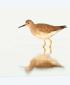 Lesser Yellowlegs, Argentina