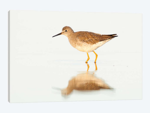 Lesser Yellowlegs, Argentina