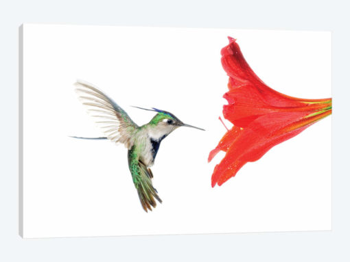 Plovercrest Hummingbird Feeding On Flower Nectar, Argentina