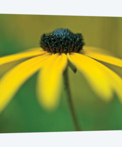 Coneflower