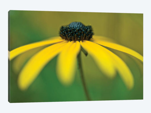 Coneflower
