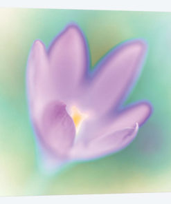 Crocus Flower Macro
