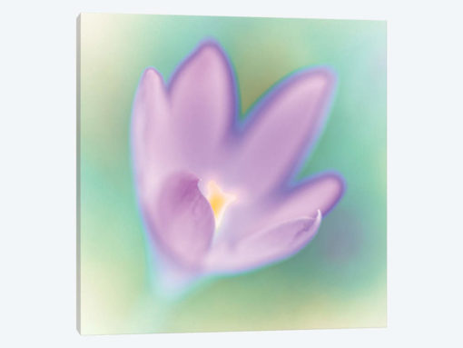 Crocus Flower Macro