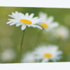 Daisies