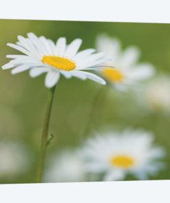 Daisies