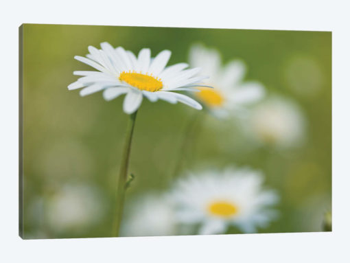 Daisies