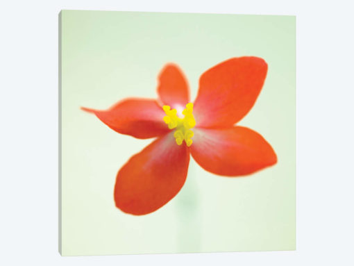 Dragon Wing Begonia