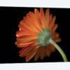 Gerbera Flower