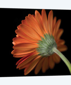 Gerbera Flower