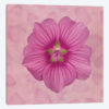 Lavatera Clementii