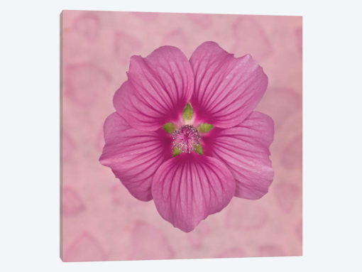 Lavatera Clementii
