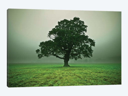 Misty Trees