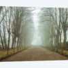Dreamscape Wonder
