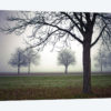 Early Evening Mist