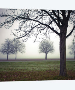 Early Evening Mist