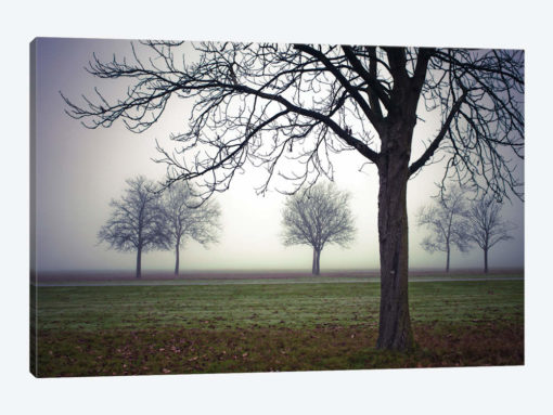 Early Evening Mist