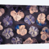 Pansies
