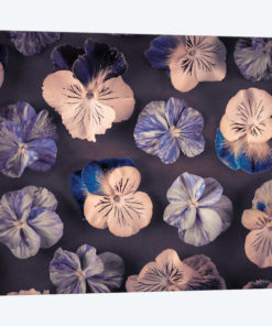 Pansies