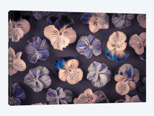 Pansies