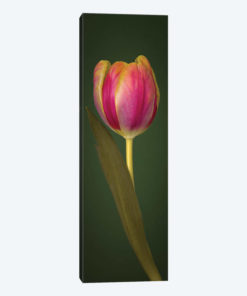 Single Tulip
