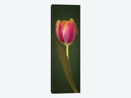 Single Tulip
