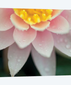 Water Lilies