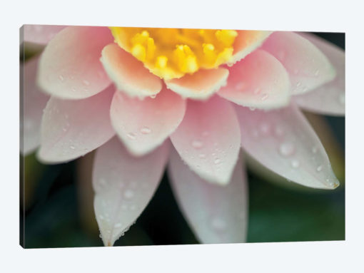 Water Lilies