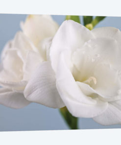 White Freesias