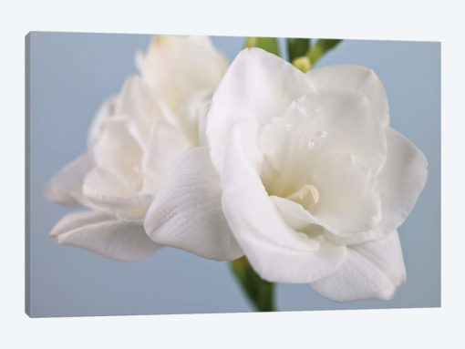 White Freesias