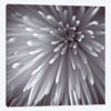 Natural Designs II