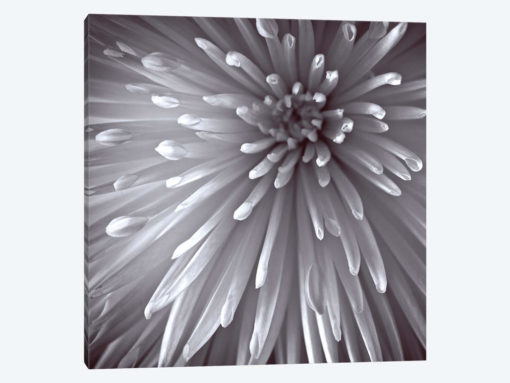 Natural Designs II