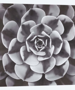 Natural Designs III
