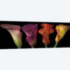 Jewel Calla Lilies