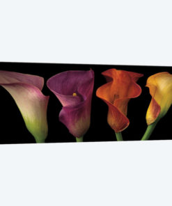 Jewel Calla Lilies