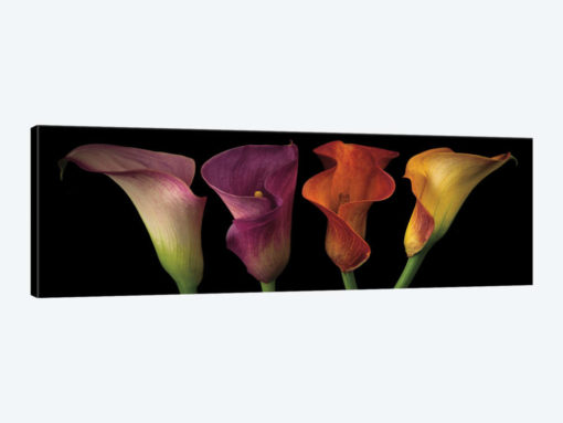 Jewel Calla Lilies