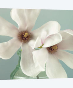 Magnolias