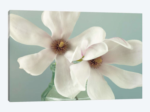 Magnolias