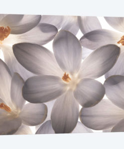 Petal Perfect