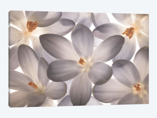 Petal Perfect