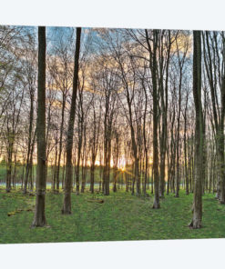 Secret Sunset