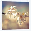 Soft Bloom I